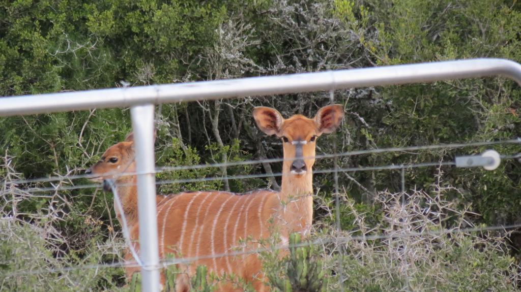 Kudu Ridge Game Lodge Addo Eksteriør bilde