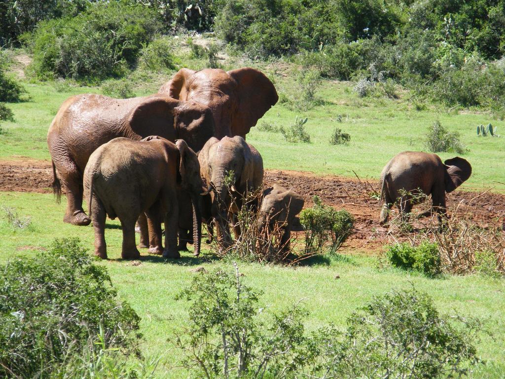 Kudu Ridge Game Lodge Addo Eksteriør bilde