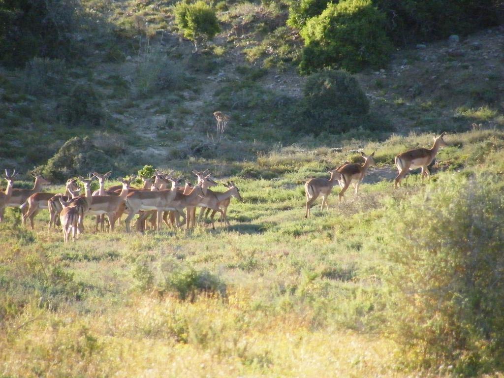 Kudu Ridge Game Lodge Addo Eksteriør bilde