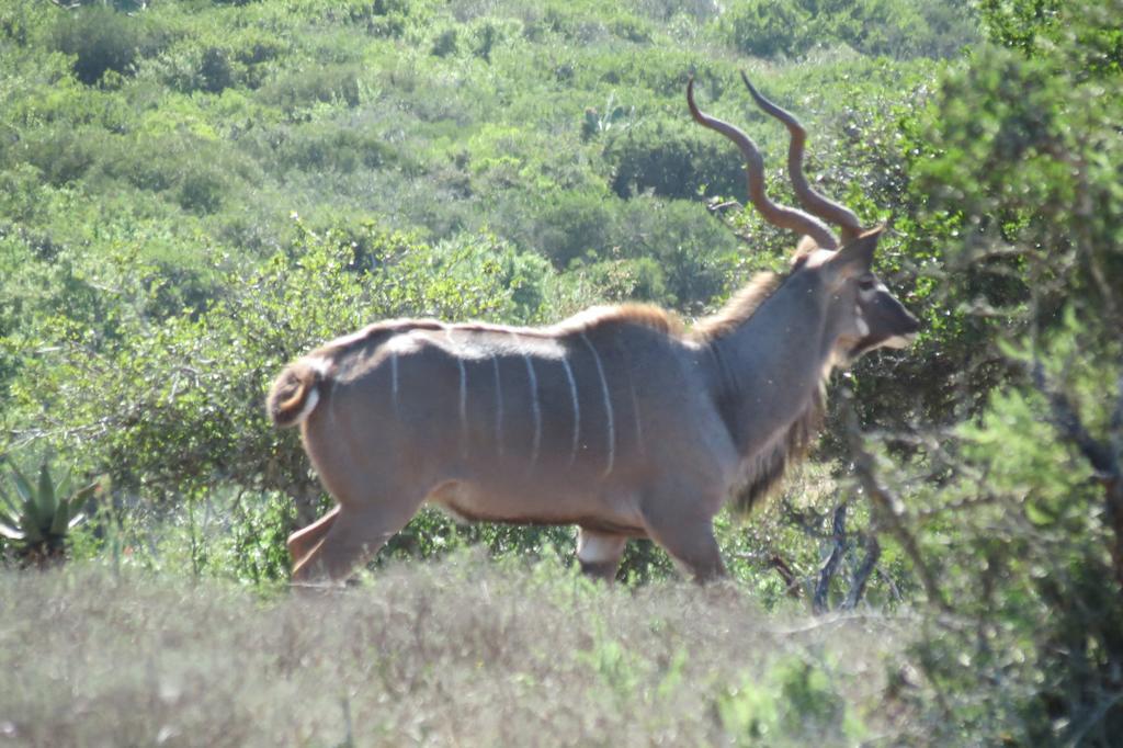 Kudu Ridge Game Lodge Addo Eksteriør bilde