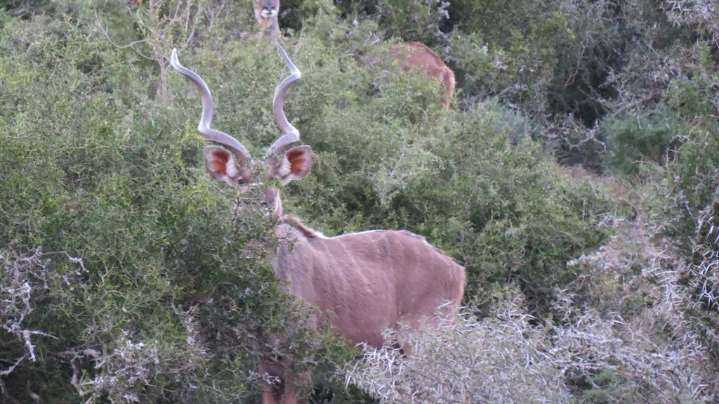 Kudu Ridge Game Lodge Addo Eksteriør bilde