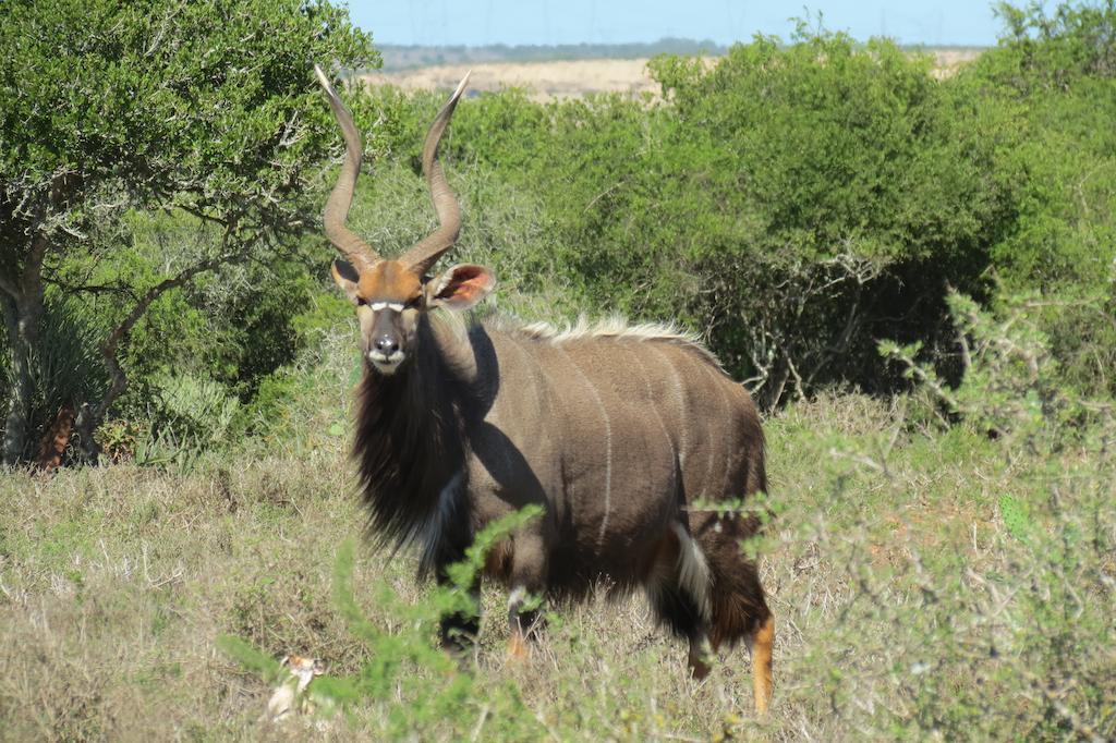 Kudu Ridge Game Lodge Addo Eksteriør bilde