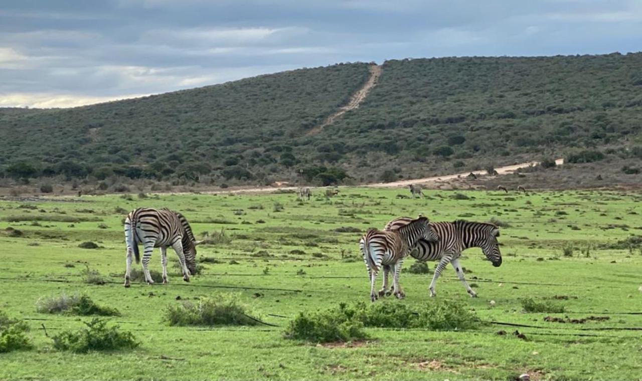 Kudu Ridge Game Lodge Addo Eksteriør bilde