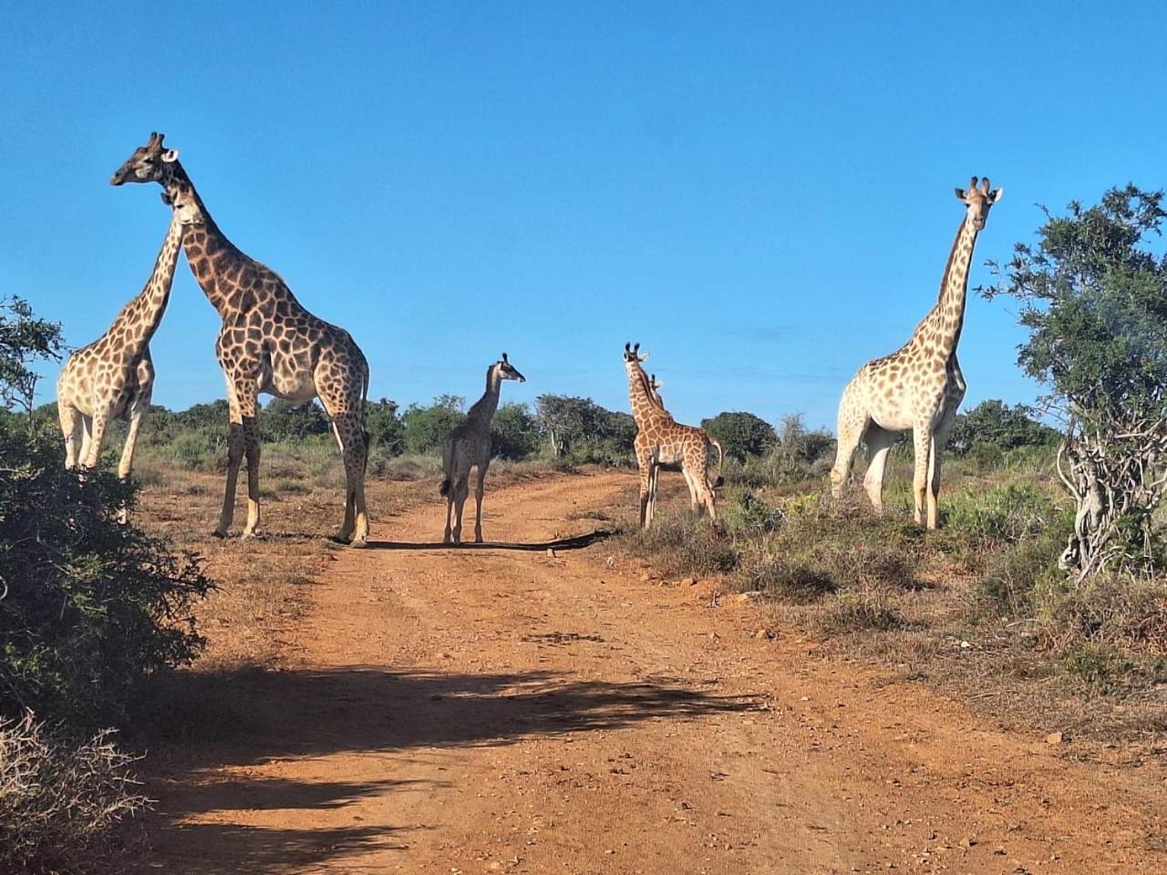 Kudu Ridge Game Lodge Addo Eksteriør bilde