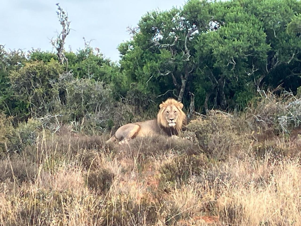 Kudu Ridge Game Lodge Addo Eksteriør bilde