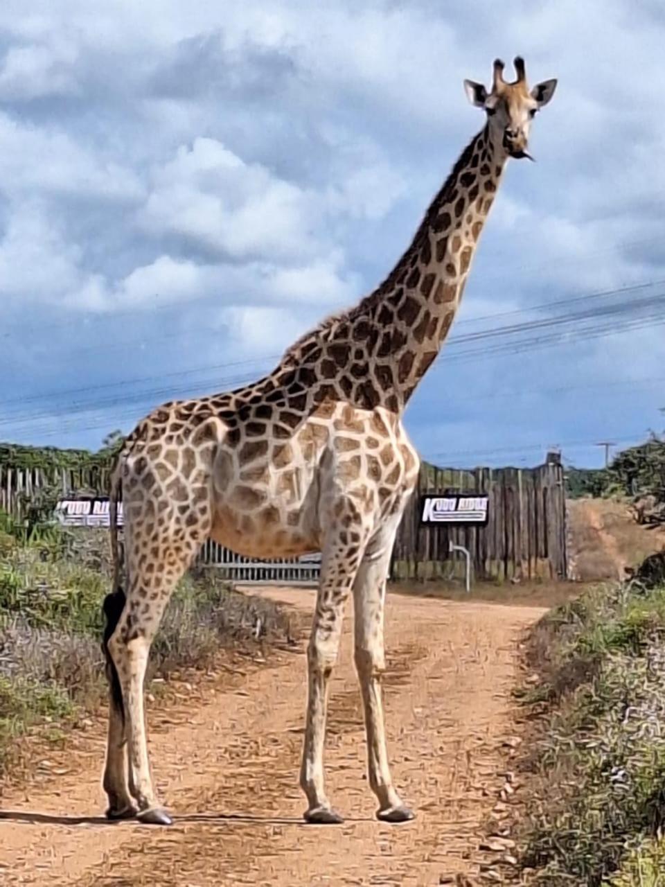 Kudu Ridge Game Lodge Addo Eksteriør bilde