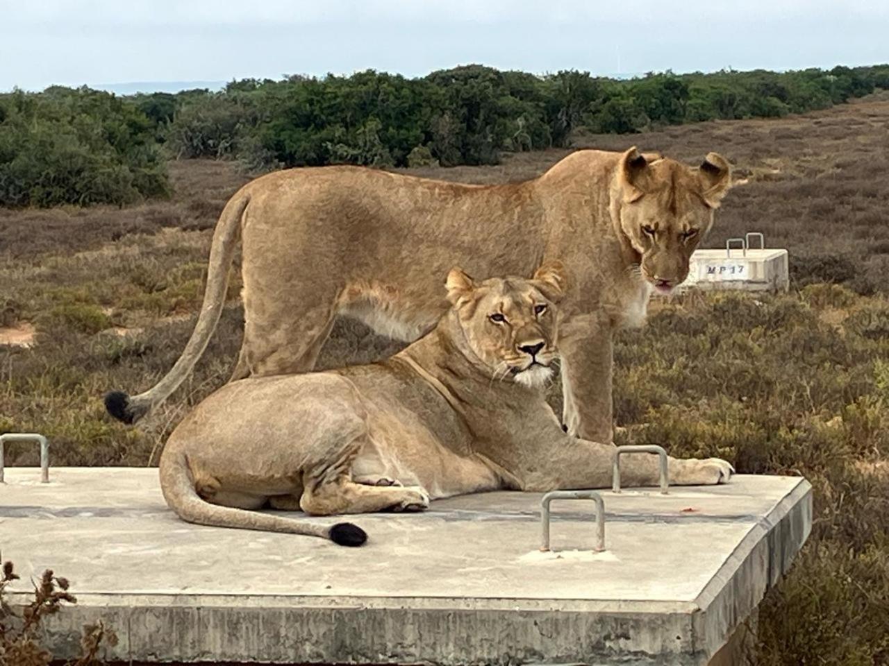 Kudu Ridge Game Lodge Addo Eksteriør bilde