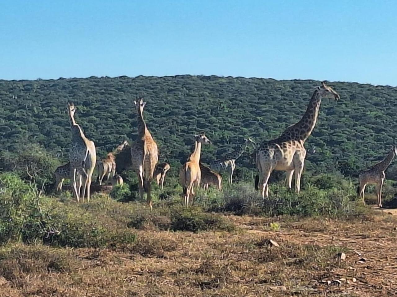 Kudu Ridge Game Lodge Addo Eksteriør bilde