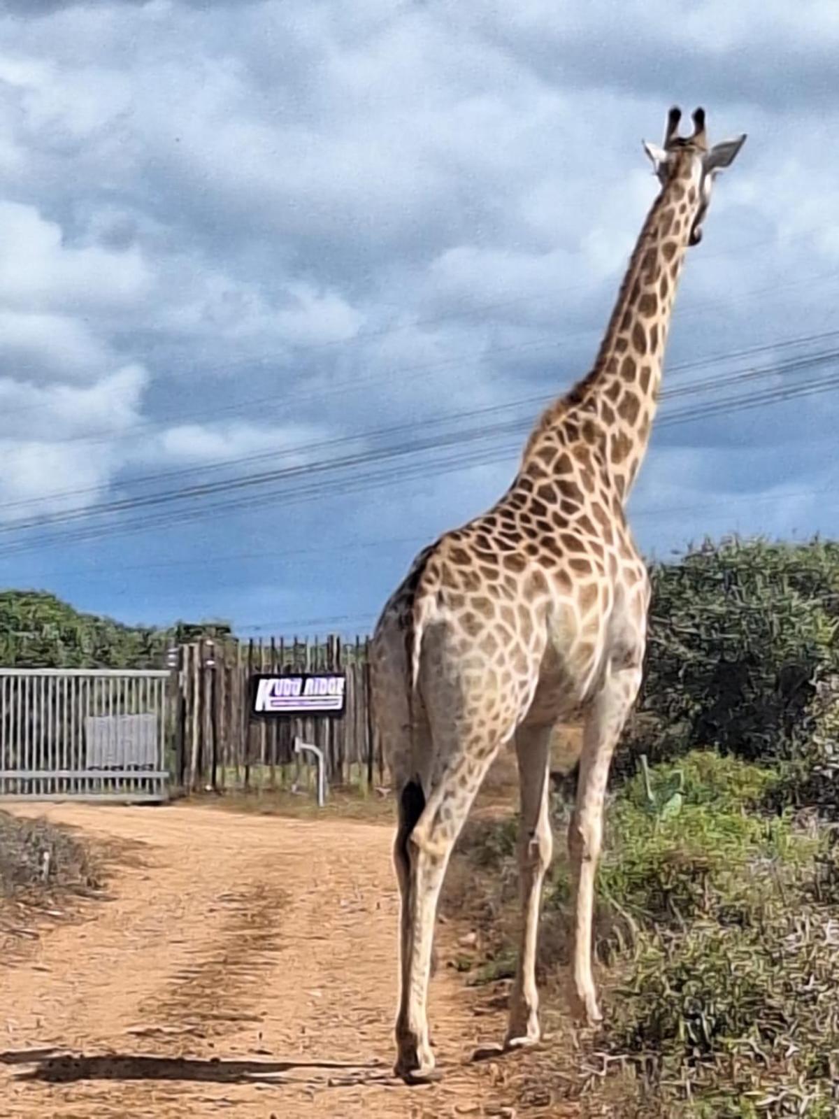 Kudu Ridge Game Lodge Addo Eksteriør bilde