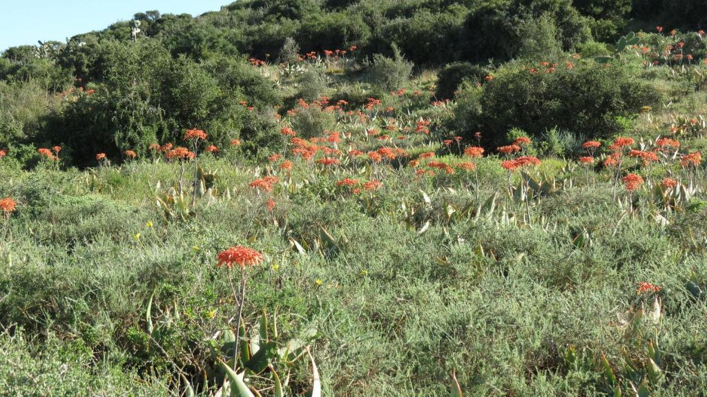 Kudu Ridge Game Lodge Addo Eksteriør bilde