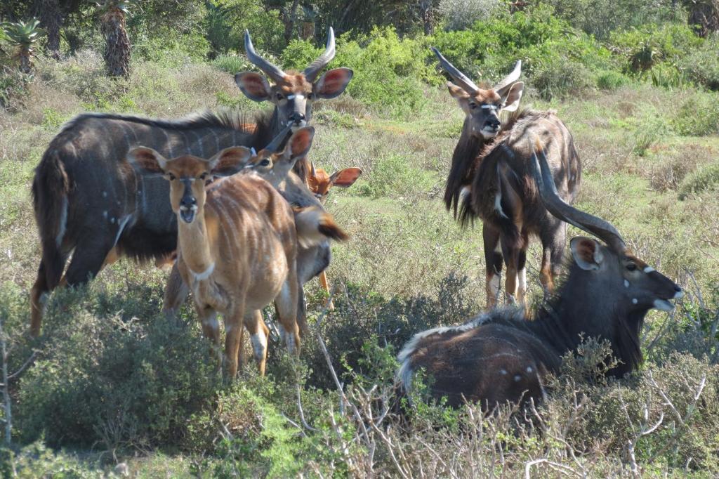 Kudu Ridge Game Lodge Addo Eksteriør bilde