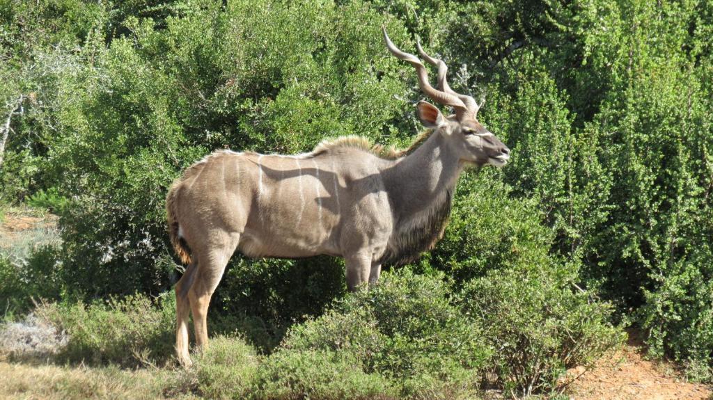 Kudu Ridge Game Lodge Addo Eksteriør bilde