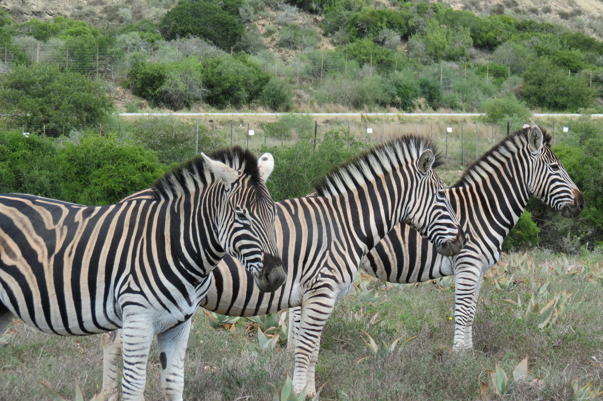 Kudu Ridge Game Lodge Addo Eksteriør bilde